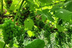 Domaine de la Bouhouille