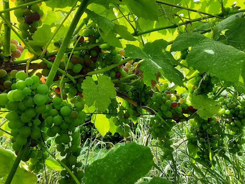 Domaine de la Bouhouille