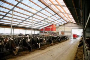 Koe-Boe-Party (Hoeve-ijs en Kinderboerderij)