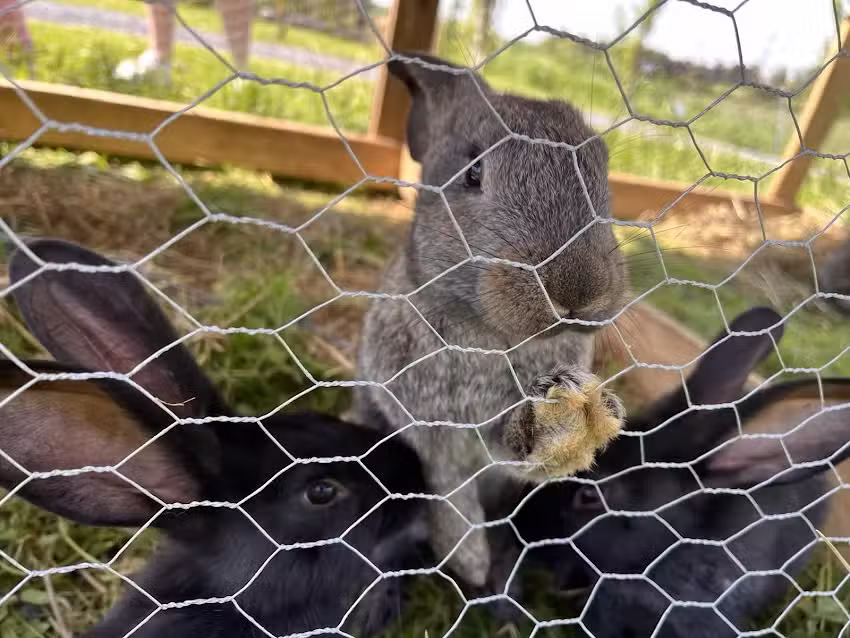 Le domaine du gros chene.